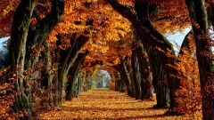 Tapeta Nature Autumn trees 028.jpg
